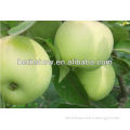 Apple Extract for Sale